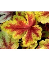 Heuchèrella Hybrida Gold Zebra pot de 17cm