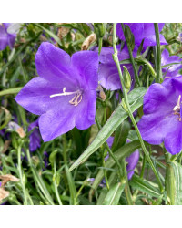 Campanule persicifolia takion blue