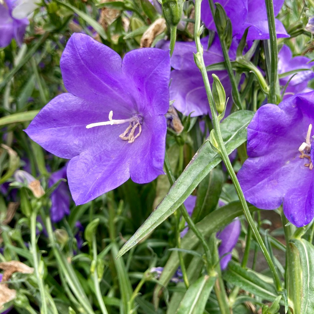 Campanule persicifolia takion blue