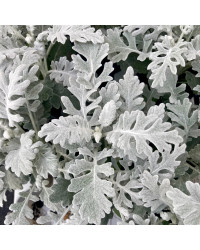 Cinéraire Maritime Silver Dust