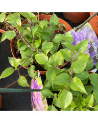 Clematites Boulevard Ayako Violet Foncé