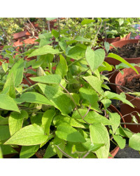 Clematites Boulevard Ayako Violet Foncé
