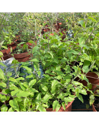 Clematites Boulevard Ayako Violet Foncé