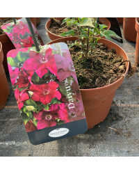 Clematites Boulevard Daiyu Magenta Foncé
