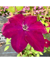 Clematites Boulevard Daiyu Magenta Foncé