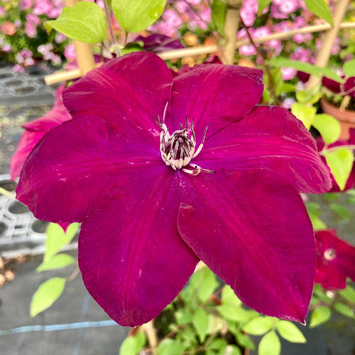 Clematites Boulevard Daiyu Magenta Foncé