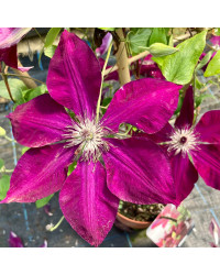 Clematites Boulevard Daiyu Magenta Foncé