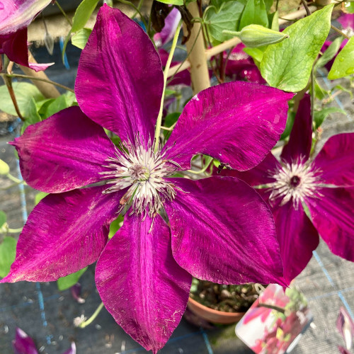 Clematites Boulevard Daiyu Magenta Foncé