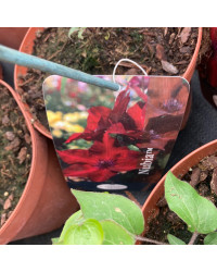 Clematites Boulevard Nubia Rouge