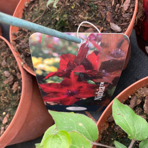 Clematites Boulevard Nubia Rouge