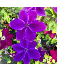 Clematites Garland Masa Pourpre