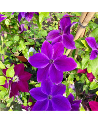 Clematites Garland Masa Pourpre