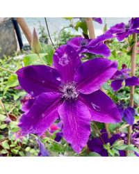Clematites Garland Masa Pourpre
