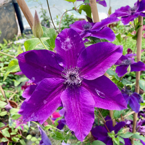 Clematites Garland Masa Pourpre