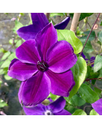 Clematites Garland Masa Pourpre