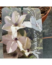 Clematites Garland Tsukiko Blanc