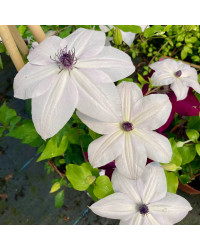 Clematites Garland Tsukiko Blanc