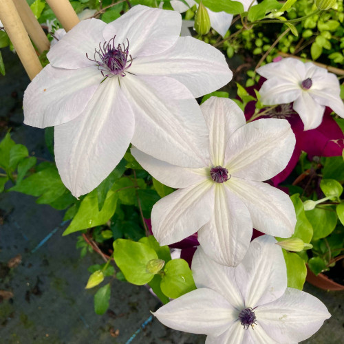 Clematites Garland Tsukiko Blanc