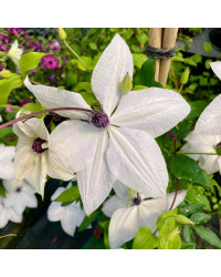 Clematites Garland Tsukiko Blanc