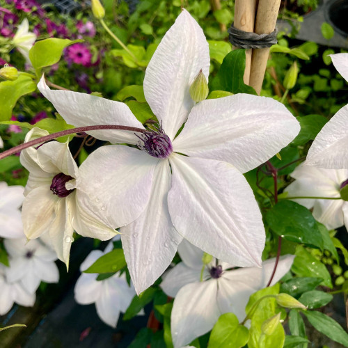 Clematites Garland Tsukiko Blanc