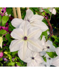 Clematites Garland Tsukiko Blanc