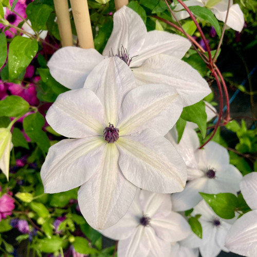 Clematites Garland Tsukiko Blanc