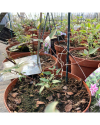 Clematites Garland Tsukiko Blanc