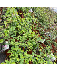 Clematites Garland Tsukiko Blanc
