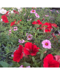 Petunia Confetti Garden Shocking Pink