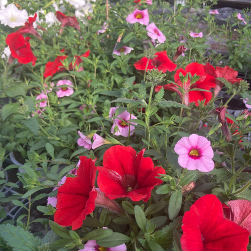 Petunia Confetti Garden Shocking Pink