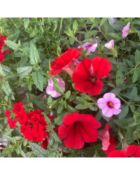 Petunia Confetti Garden Shocking Pink