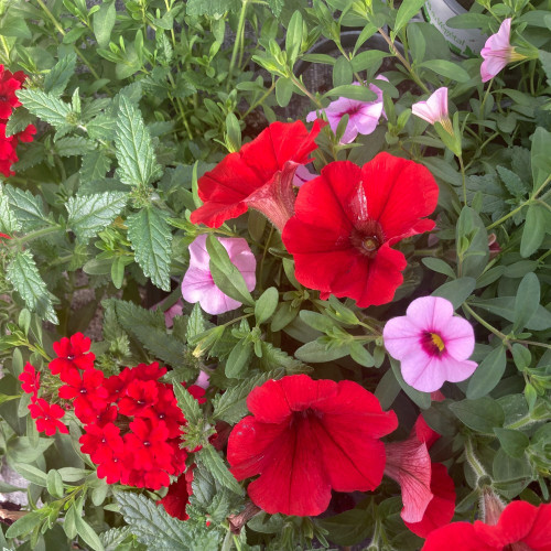 Petunia Confetti Garden Shocking Pink