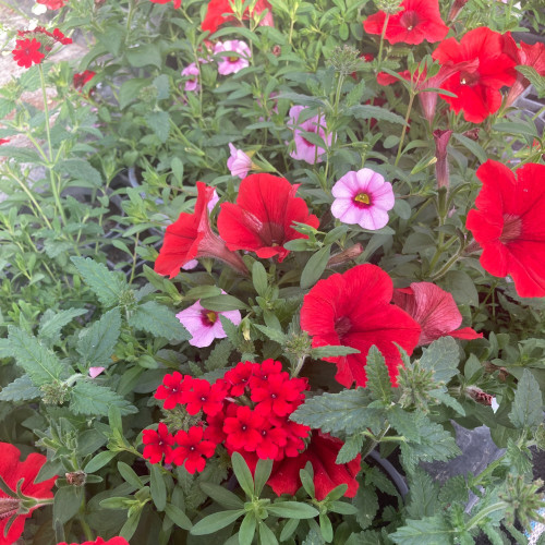 Petunia Confetti Garden Shocking Pink