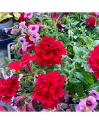Petunia Confetti Garden Shocking Pink
