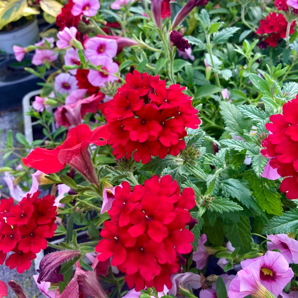 Petunia Confetti Garden Shocking Pink