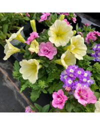 Petunia Confetti Garden Hunny Bunny