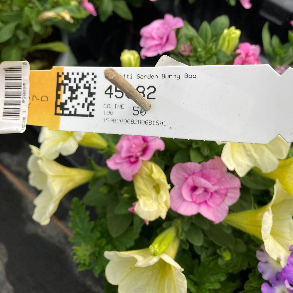 Acheter Petunia Confetti Garden Hunny Bunny pas cher sur Coclicoh