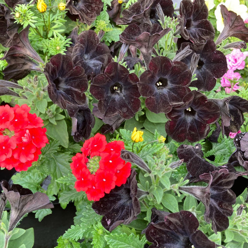 Petunia Confetti Garden Oktoberfest