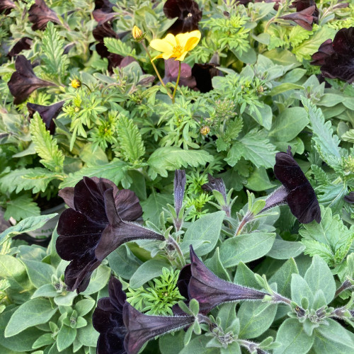 Petunia Confetti Garden Oktoberfest