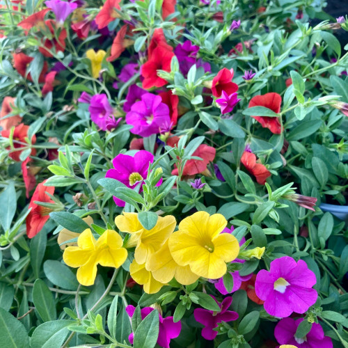 Calibrachoa Hawaiian Hilo 2015