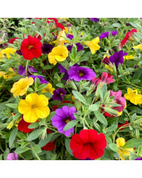 Calibrachoa Hawaiian Hilo 2015