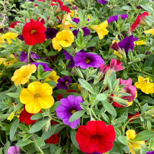 Calibrachoa Hawaiian Hilo 2015