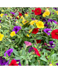 Calibrachoa Hawaiian Hilo 2015