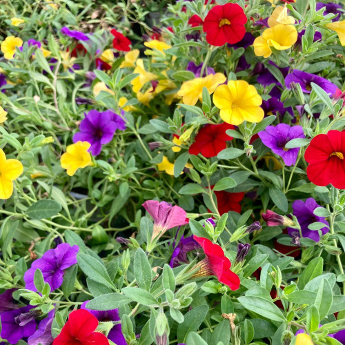 Calibrachoa Hawaiian Hilo 2015