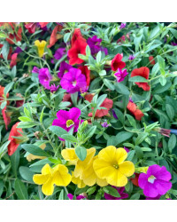 Calibrachoa Hawaiian Hilo 2015
