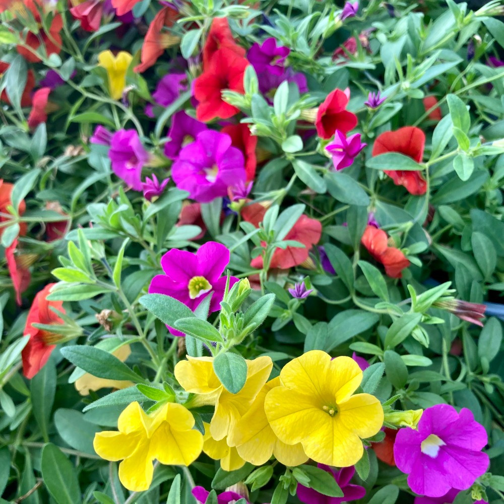 Calibrachoa Hawaiian Hilo 2015