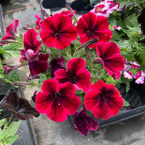 Petunia Confetti Garden Shocking Sunset