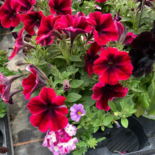 Petunia Confetti Garden Shocking Sunset