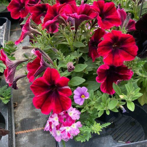 Petunia Confetti Garden Shocking Sunset