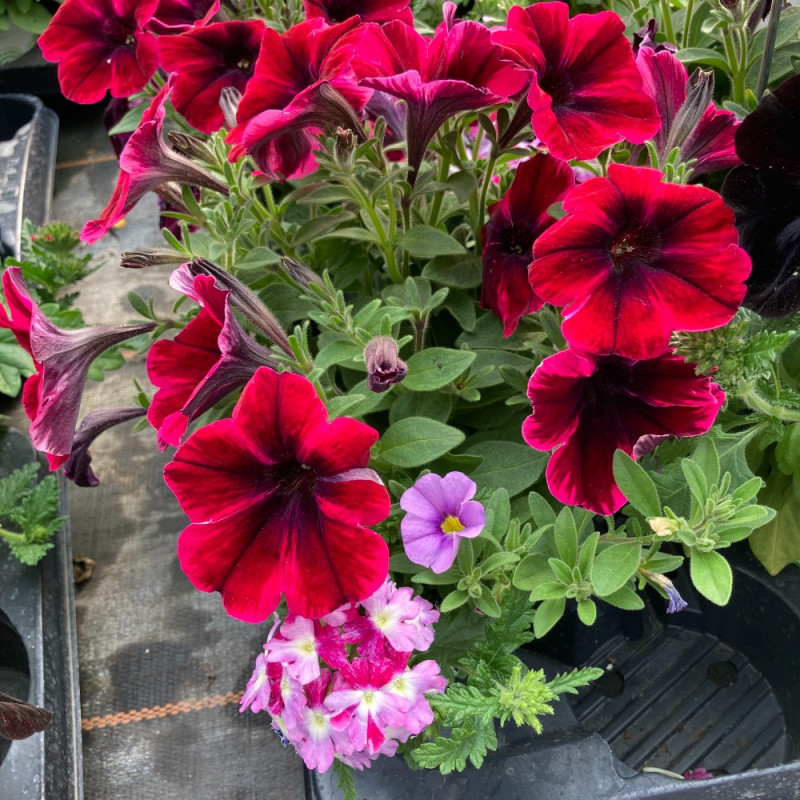 Acheter Petunia Confetti Garden Shocking Sunset pas cher sur Coclicoh